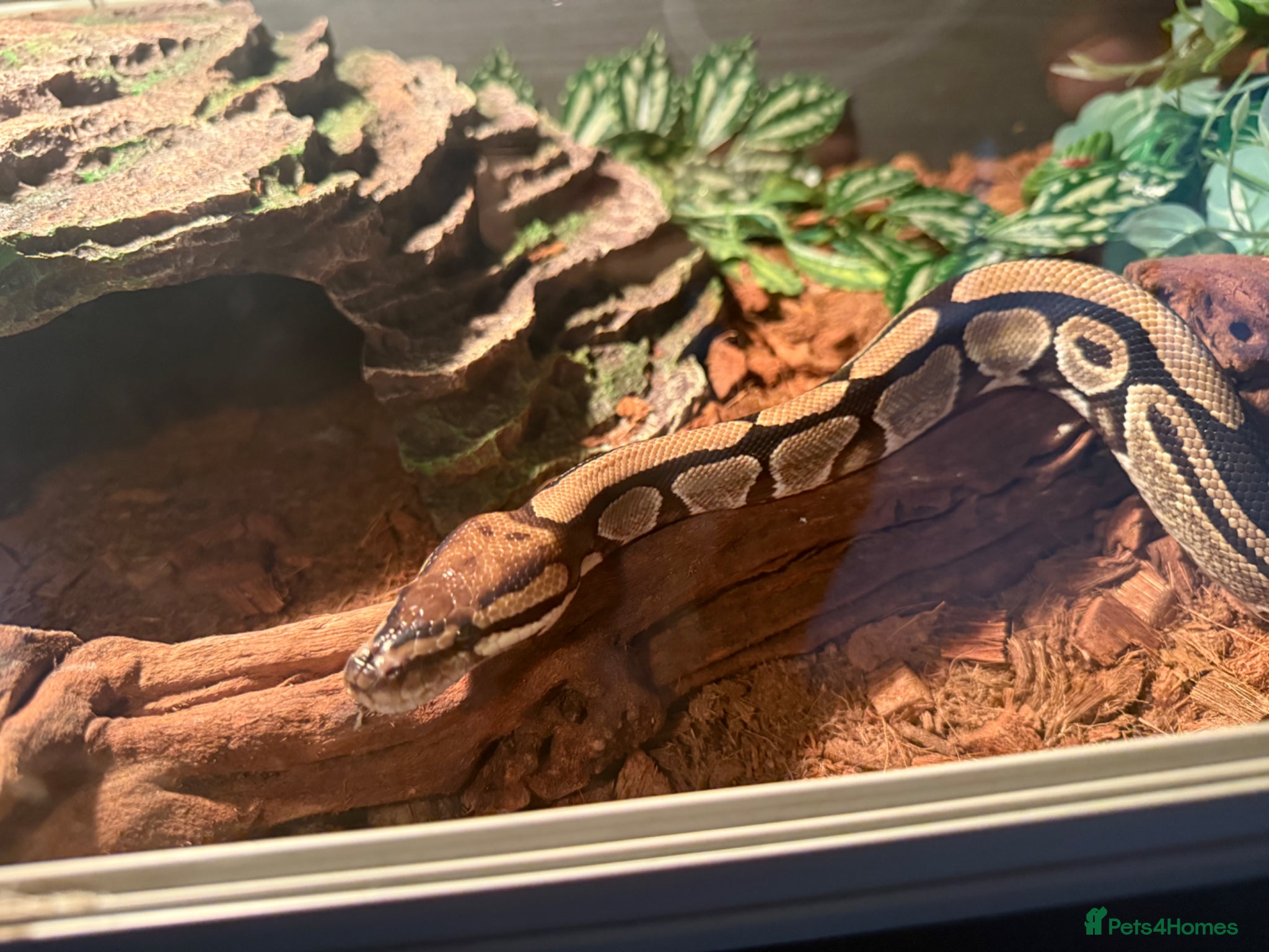 Mixed Breed reptiles Selling multiple snakes, frogs and tarantulas  - Advert 2