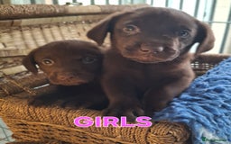 Labrador Retriever dogs for sale: Labrador Pups - Image 6