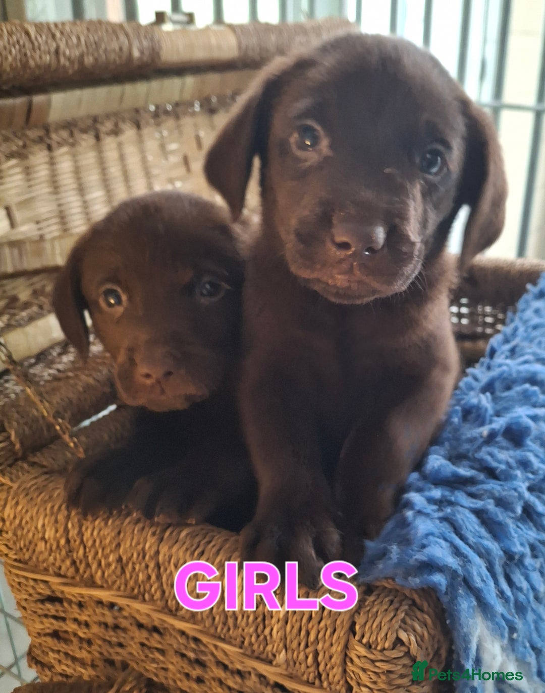 Labrador Retriever dogs for sale: Labrador Pups - Image 6