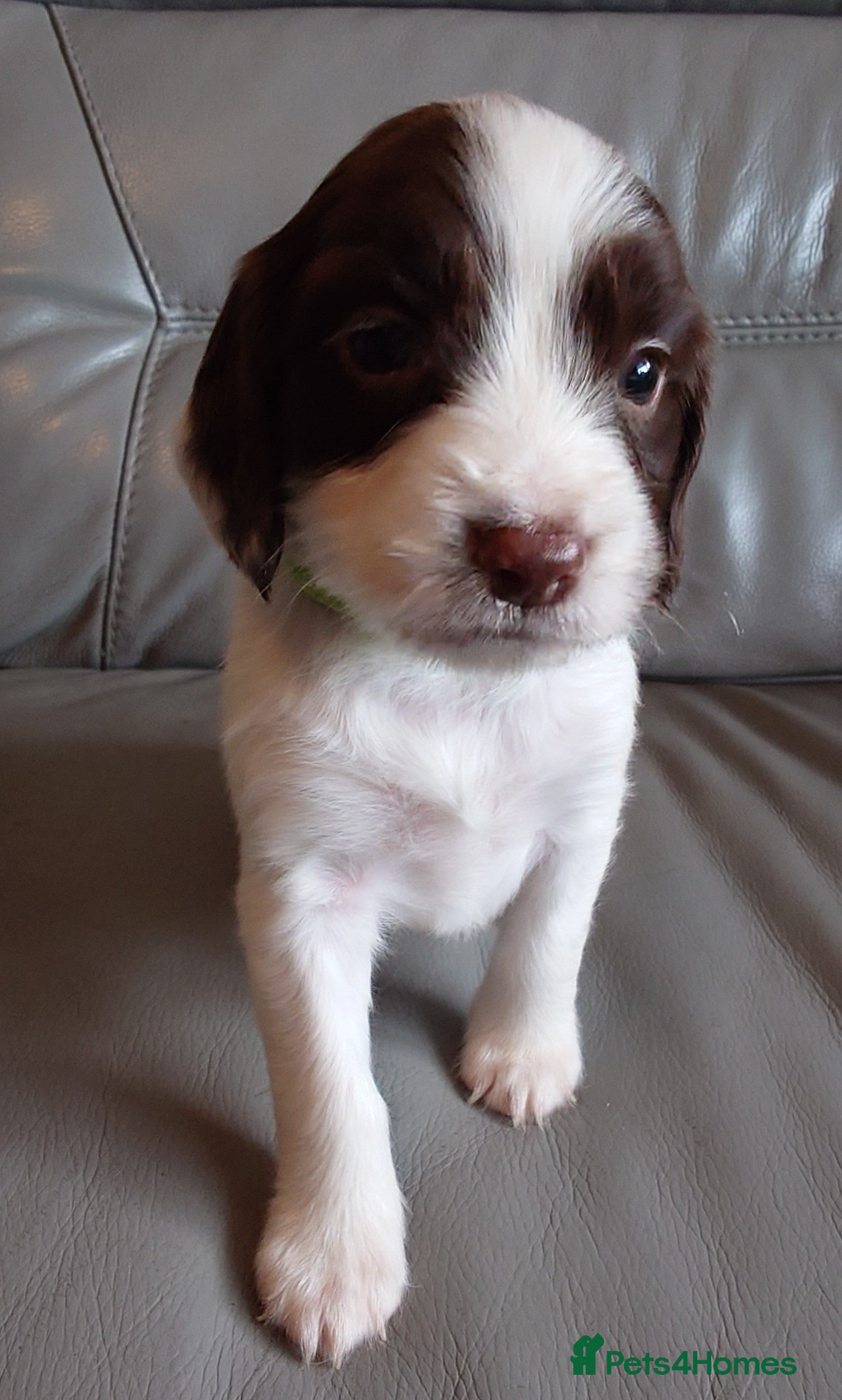 English Springer Spaniel dogs 7 x English Springer Spaniel puppies for sale - Advert 2