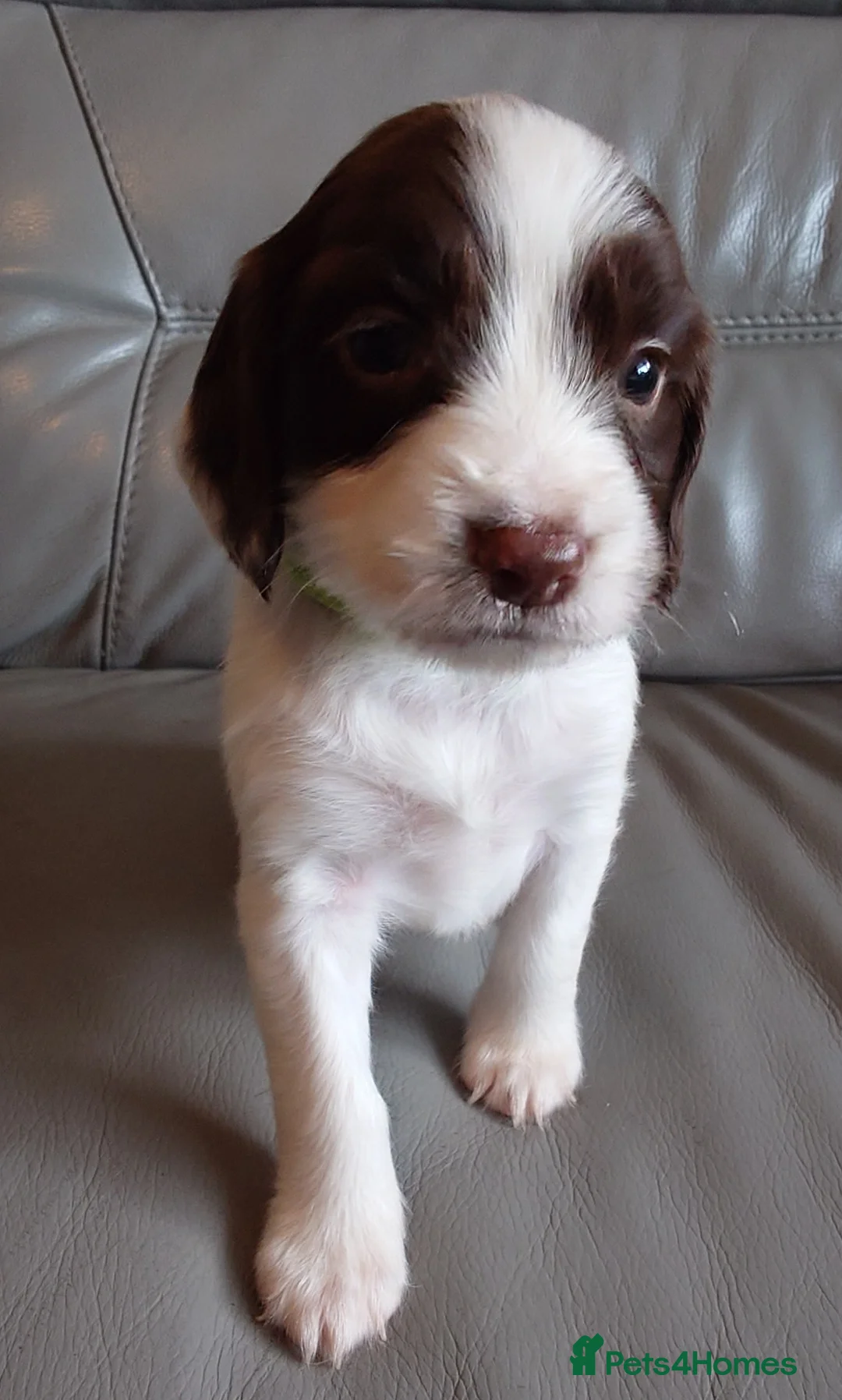 English Springer Spaniel dogs for sale: 7 x English Springer Spaniel puppies for sale - Advert 2
