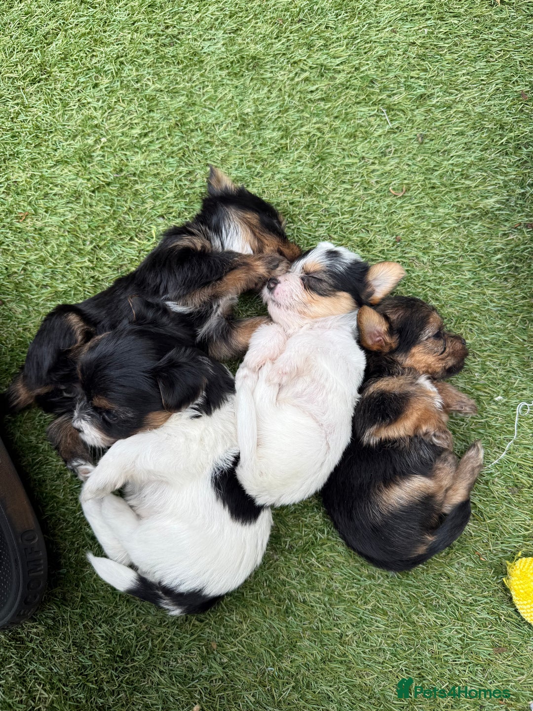 Mixed Breed dogs for sale: 4 gorgeous puppies for sale - Image 14