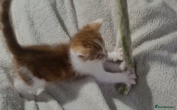 American Shorthair cats for sale: Lovely little kittens, lots of different colours! - Image 14