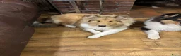 Rough Collie dogs for sale: KC Registered Sable and white puppy bitch - Advert 4