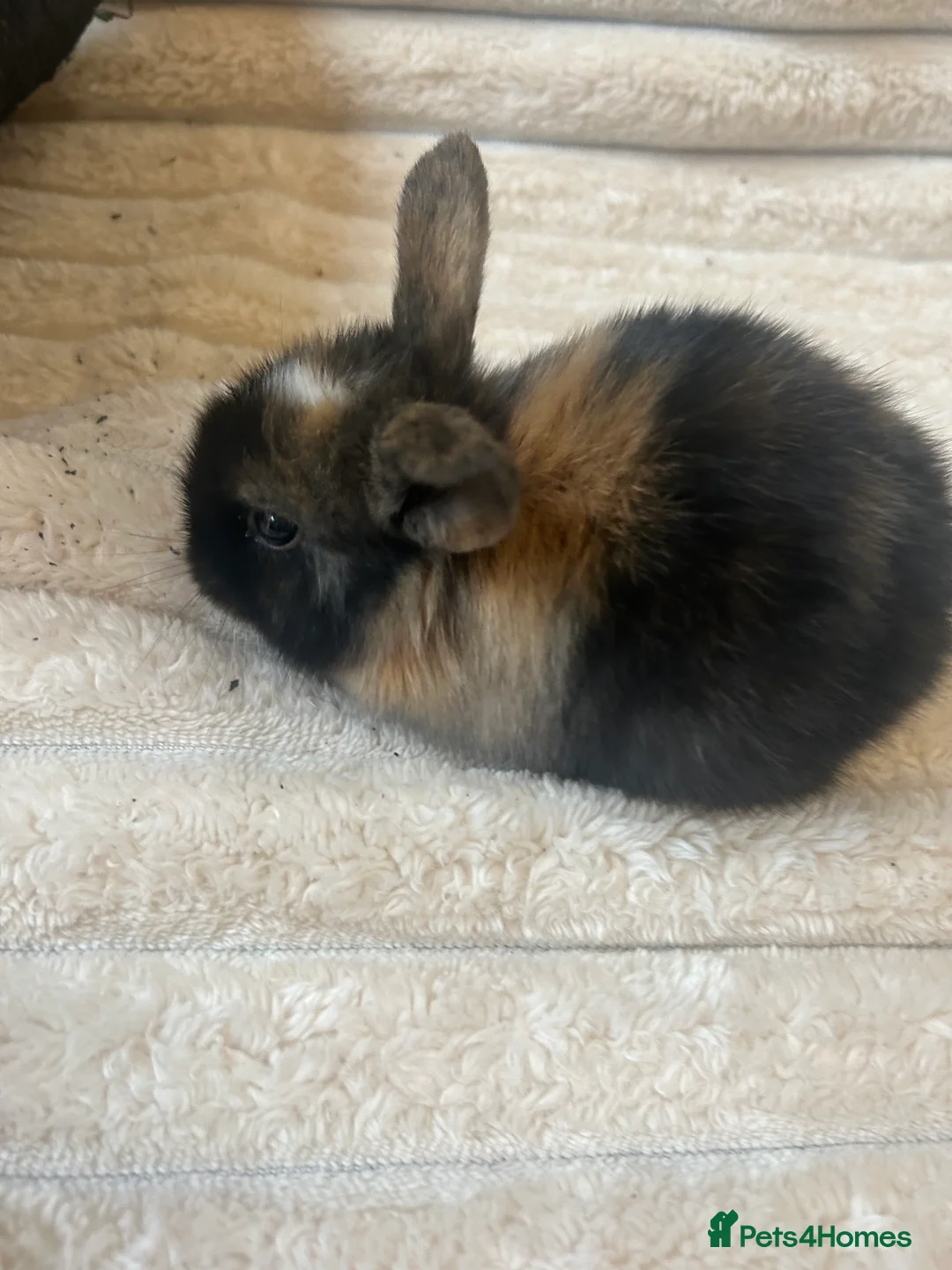 Mini Lop rabbits for sale: Beautiful Mini Lop eared bunnies.  - Advert 7