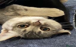 British Shorthair cats for sale: British shorthair kittens  - Image 1