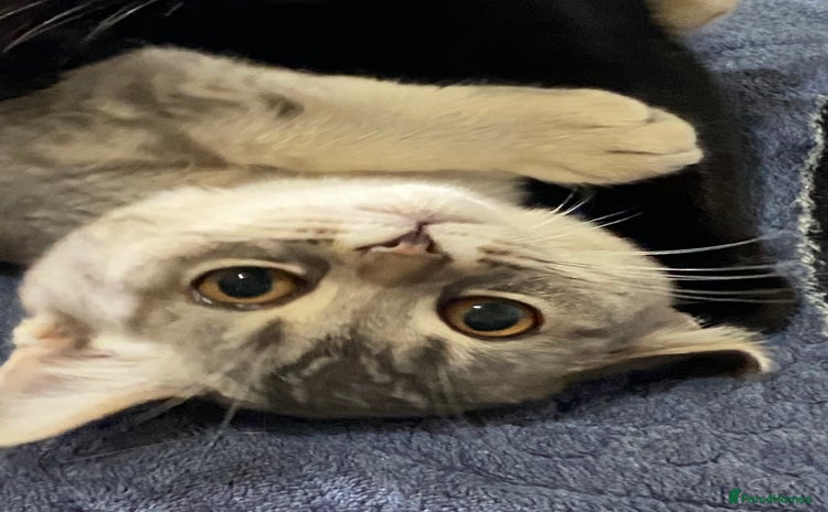 British Shorthair cats - Advert 12