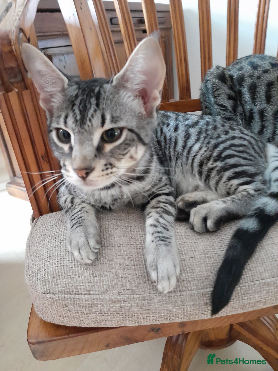 Savannah cats for sale: Full Pedigree TICA reg Savannah Girl Kitten - Image 4