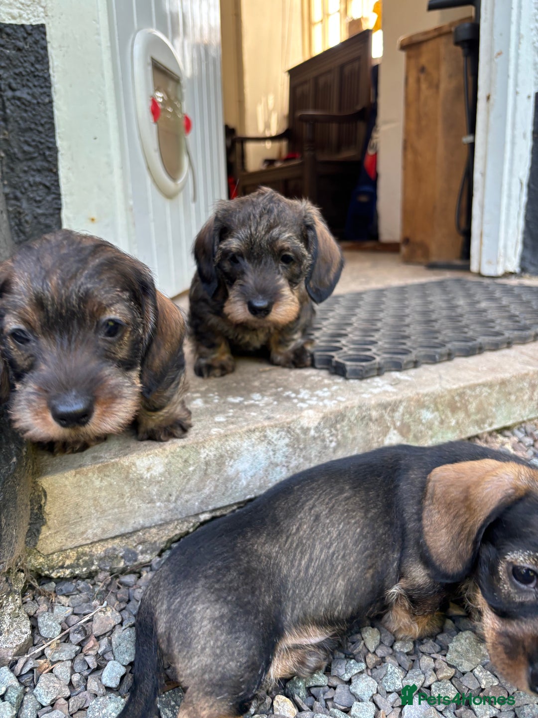Miniature Dachshund dogs for sale: Miniature Wire-Haired Dachshund in Crediton - Image 9