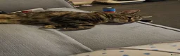Mixed Breed cats for sale: Eris looking for home  - Advert 5
