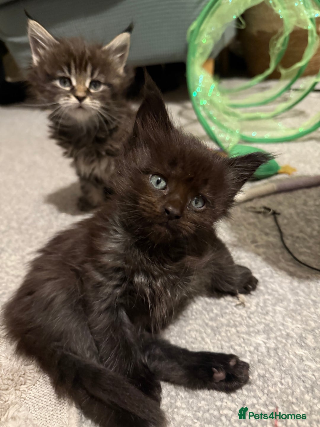 Maine Coon cats for sale: Maine coon kittens - Advert 5