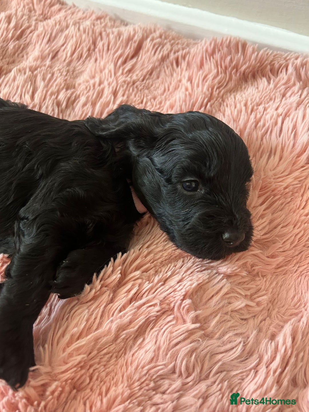 Cockapoo dogs for sale: 🖤BEAUTIFUL COCKAPOO FOR SALE🖤 - Advert 3