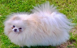 Pomeranian dogs for adoption: Snowflake’s Story: From Darkness to Hope - Image 1