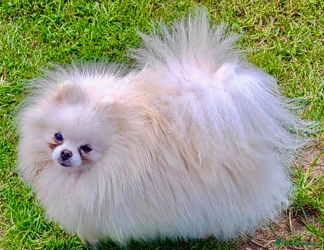 Pomeranian dogs for adoption: Snowflake’s Story: From Darkness to Hope - Image 1