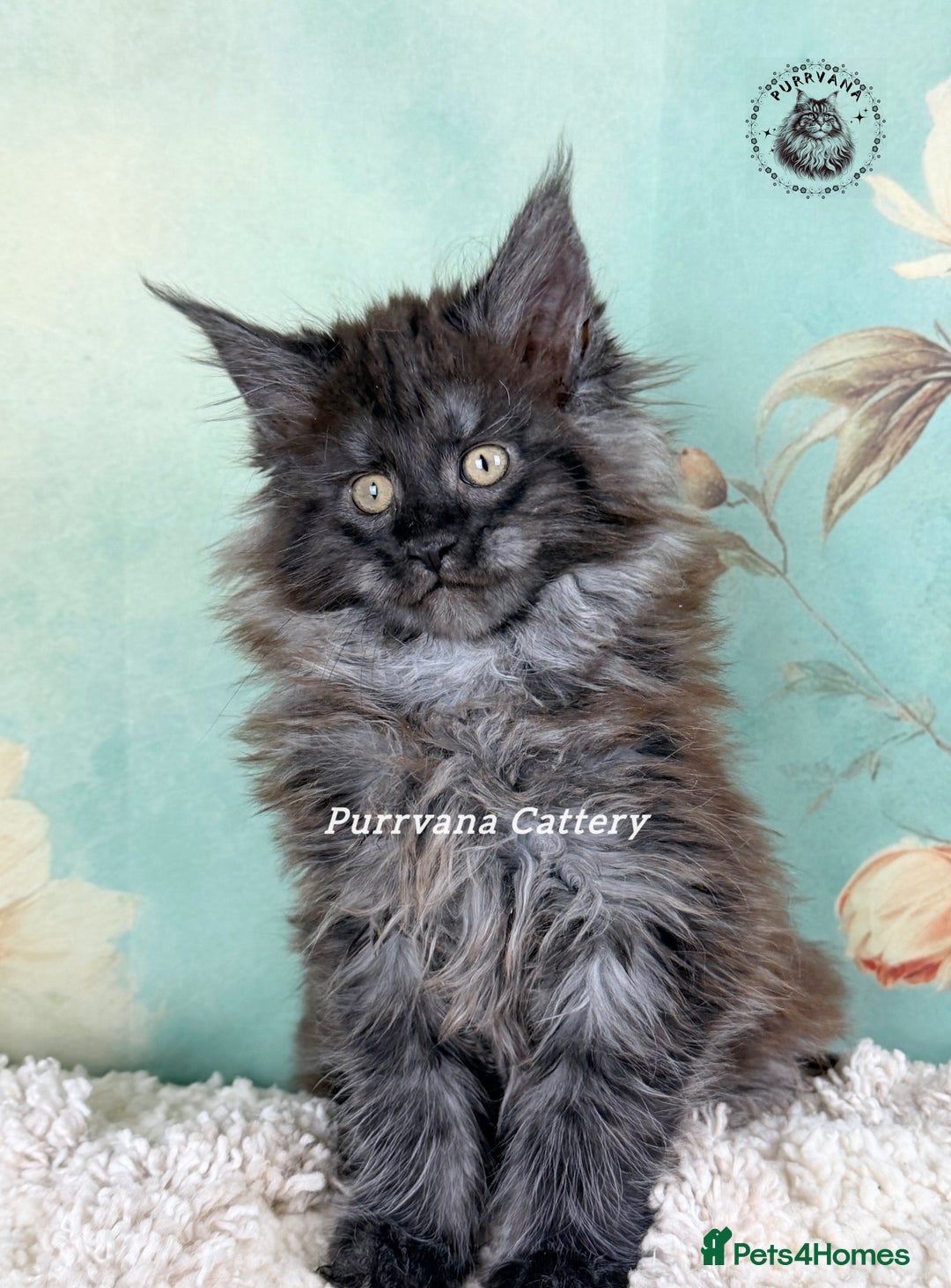 Maine Coon cats for sale: TICA registration Adorable Maine coon kittens - Advert 5