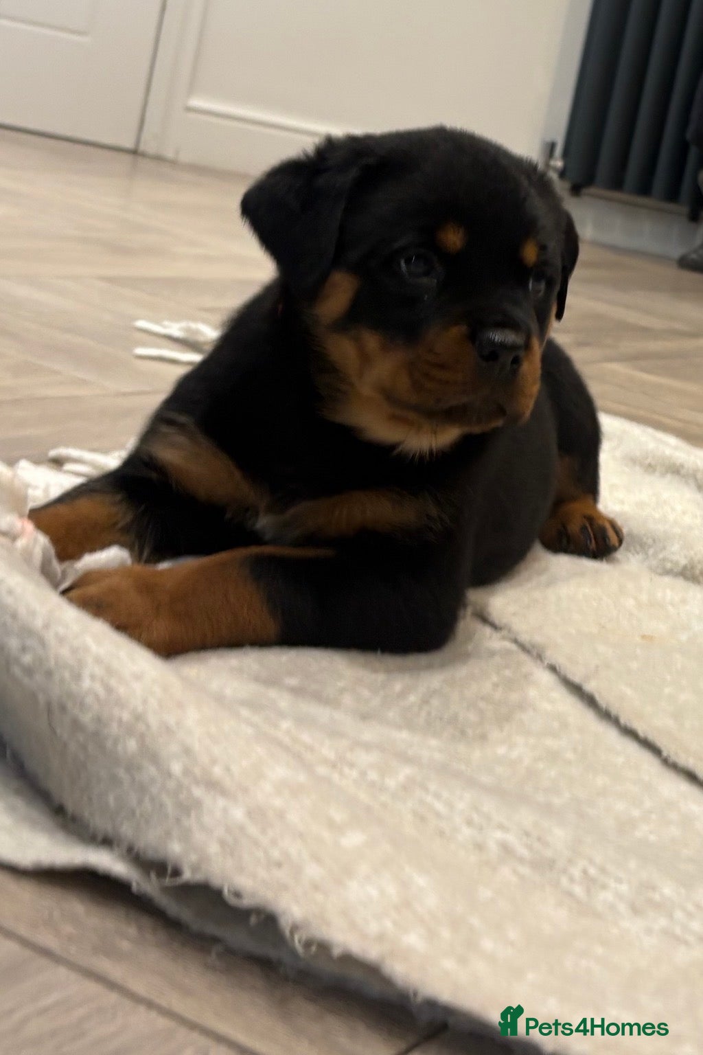 Rottweiler dogs for sale: Beautiful litter of Rottweiler puppies  - Advert 6