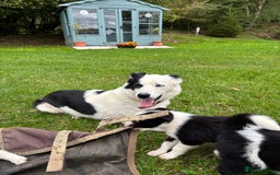 Border Collie dogs for sale: Border collies puppies - Image 35