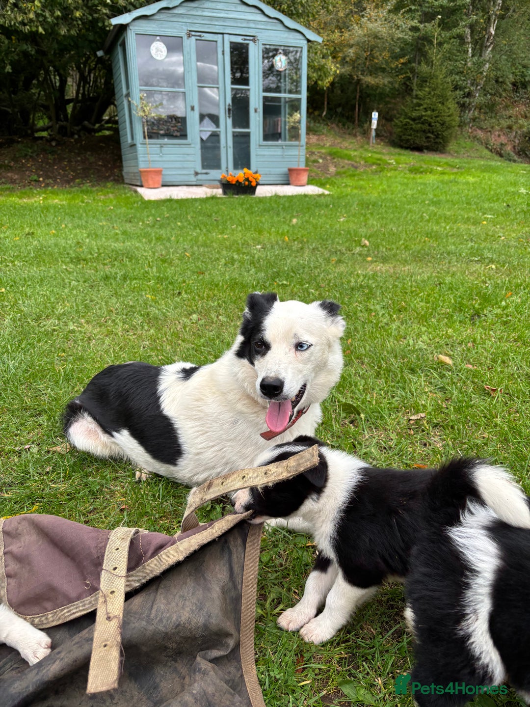 Border Collie dogs for sale: Border collies puppies - Image 35