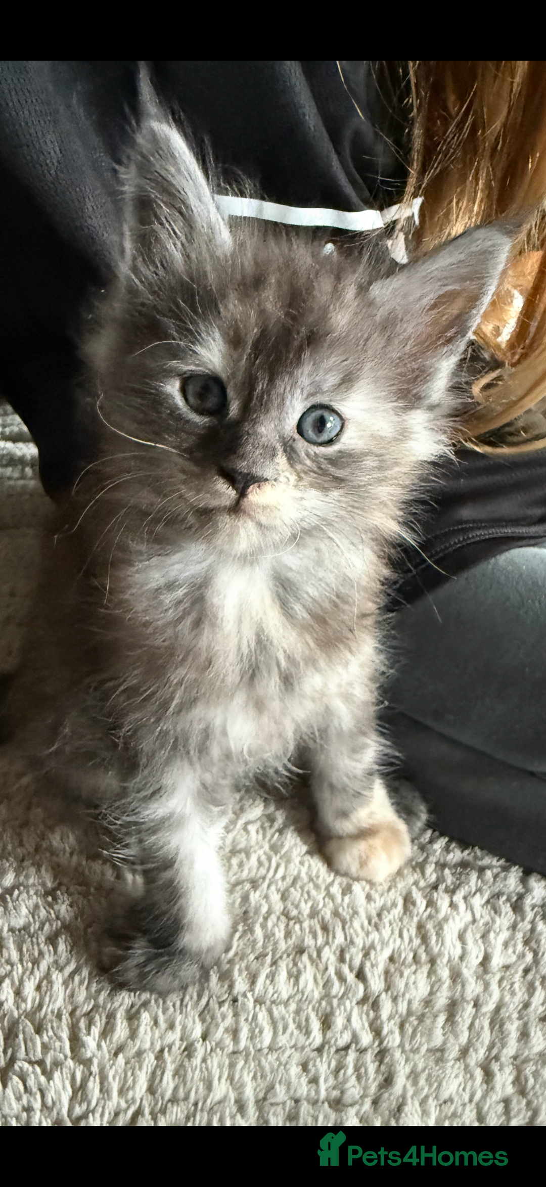 Maine Coon cats for sale: Tica registered Maine Coons from champion lines  - Image 14
