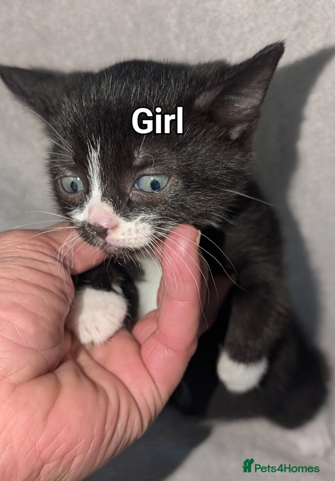 British Shorthair cats for sale: Shorthaired kittens  - Image 3