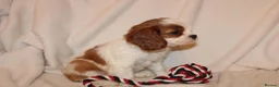 Cavalier King Charles Spaniel dogs for sale: Gorgeous Cavalier King Charles Spaniel puppies - Advert 20