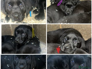 Labrador Retriever dogs Beautiful black KC registered Labradors - Advert 5