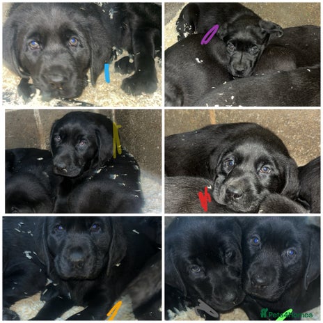 Labrador Retriever dogs Beautiful black KC registered Labradors - Advert 1