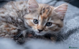 Maine Coon cats for sale: mix maine coon kitten - Image 2