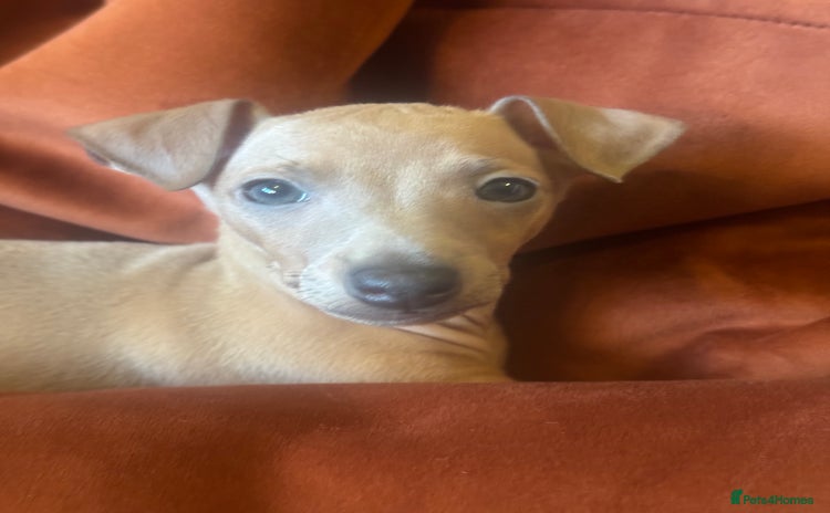 Italian Greyhound dogs - Advert 1