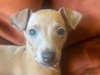 Italian Greyhound dogs - Advert 19