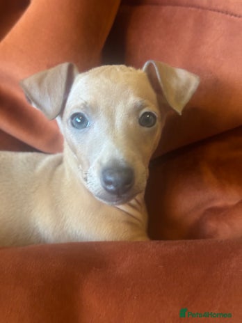 Italian Greyhound dogs - Advert 1