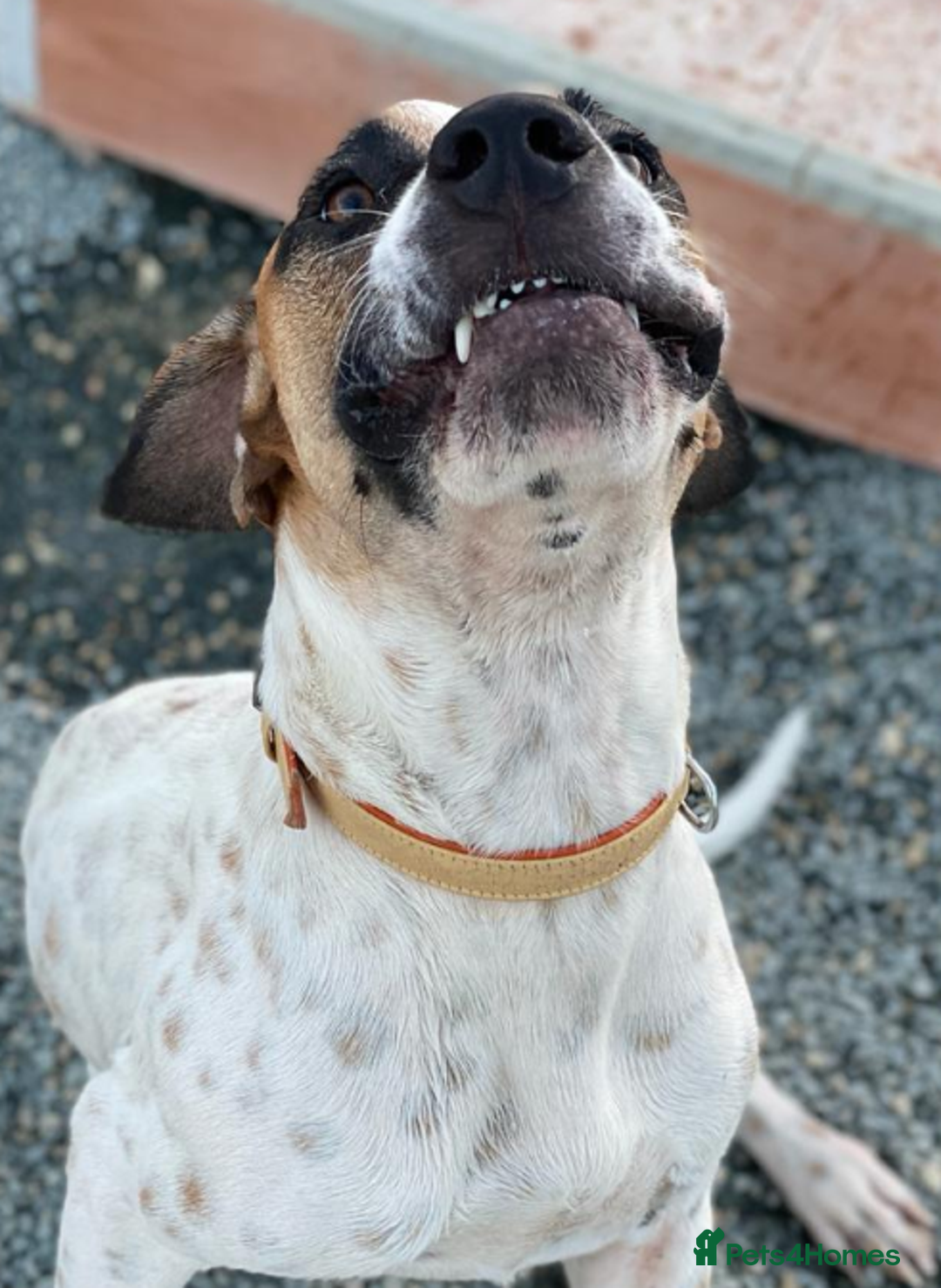 Pointer dogs for adoption: Jeffrey - gentle giant seeks forever cuddles! - Image 2