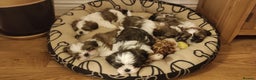 Shih Tzu dogs for stud: Stunning KC Shih Tzu Available for Stud Services in Swindon - Advert 11