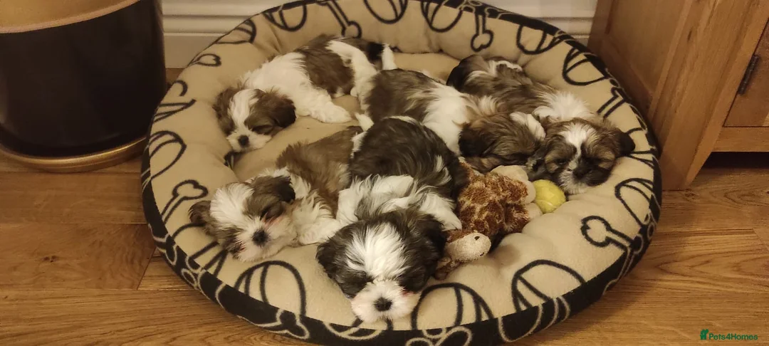 Shih Tzu dogs for stud: Stunning KC Shih Tzu Available for Stud Services in Swindon - Advert 11