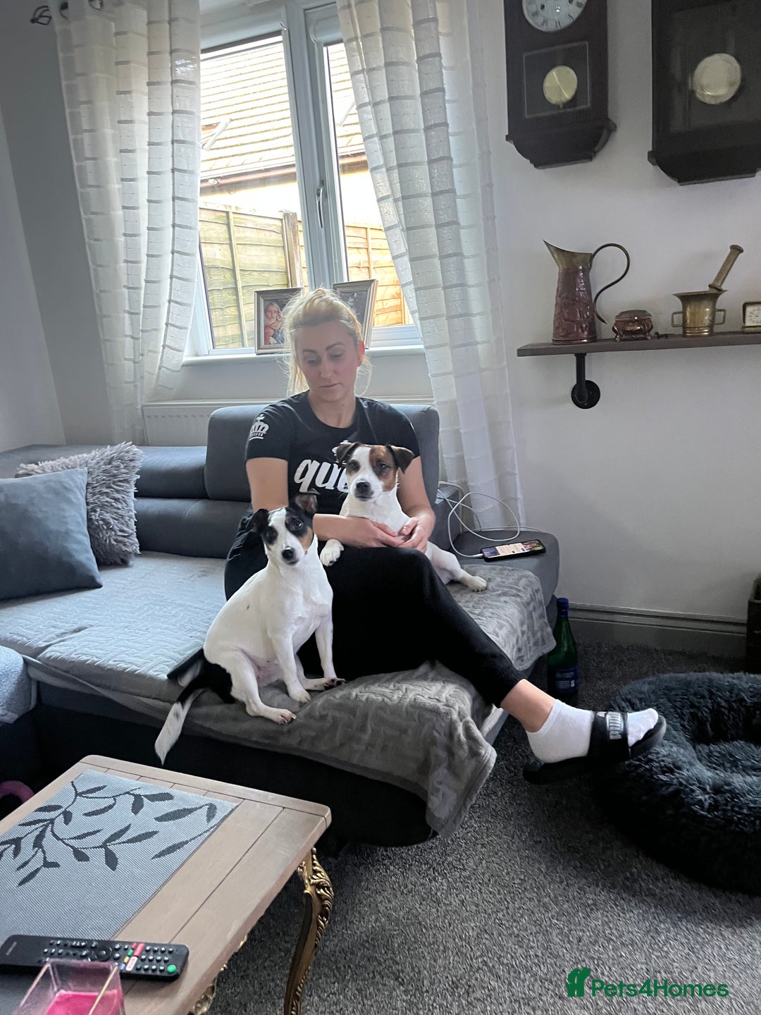 Jack Russell dogs for sale: Jack Russell puppies,Parents reg.Kennel club, - Image 25