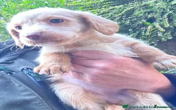 Labradoodle dogs for sale: Fully Vaccinated, Lab x Australian Labradoodles  - Image 20