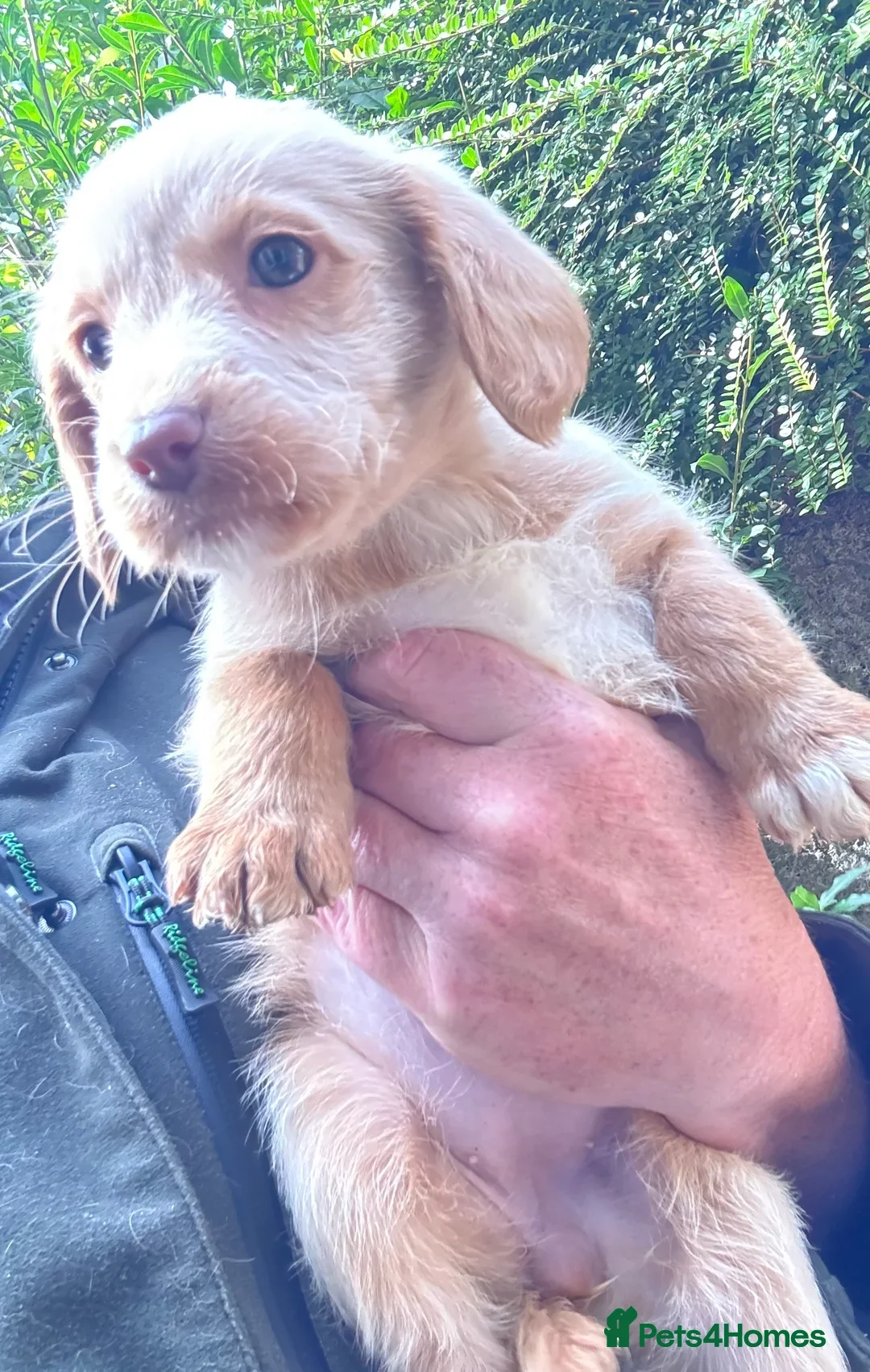 Labradoodle dogs for sale: Fully Vaccinated, Lab x Australian Labradoodles  - Image 20