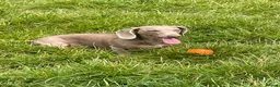 Dachshund dogs for sale: Isabella Tan Dachshund in Holsworthy - Advert 4