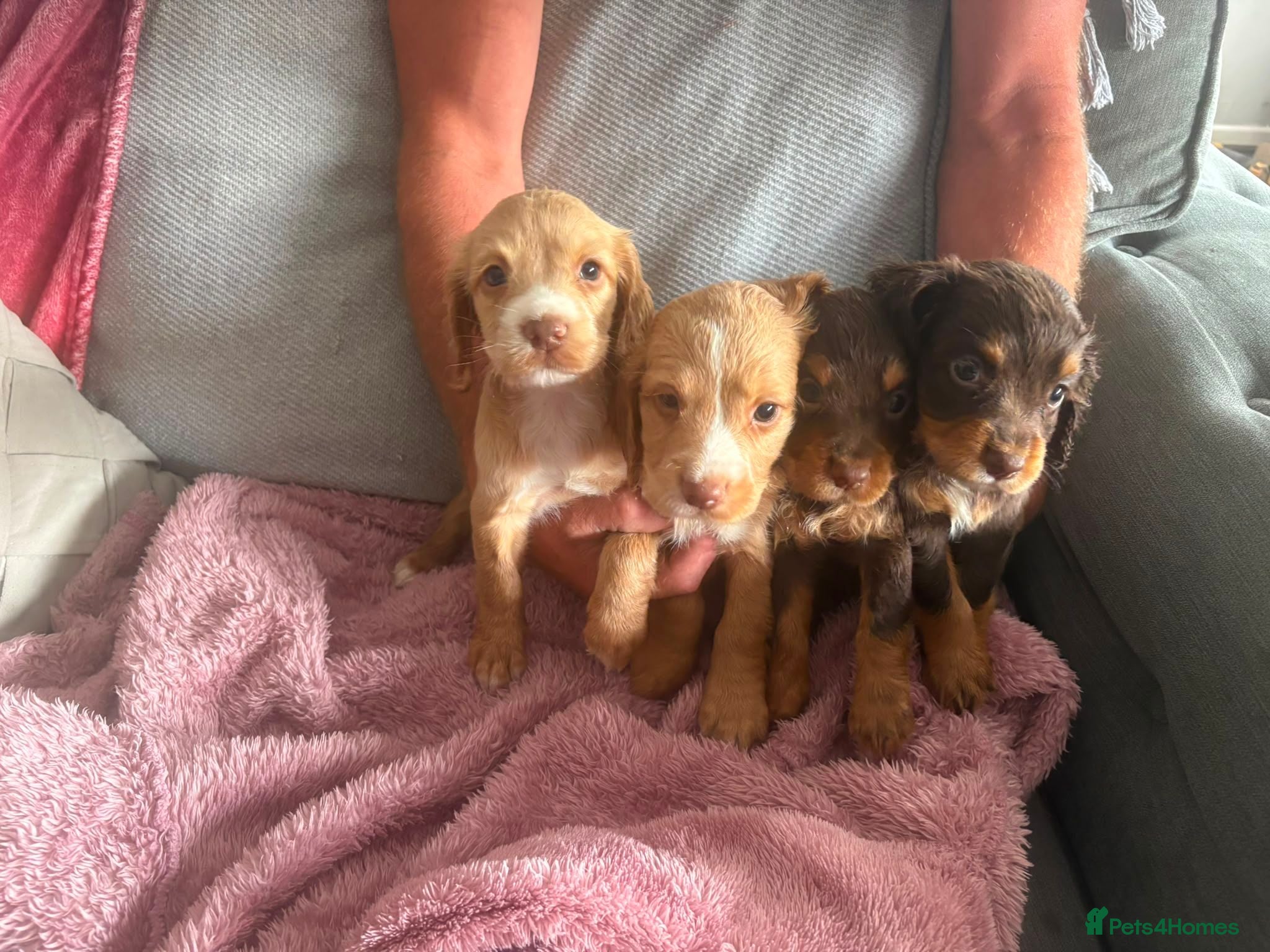 Cocker Spaniel dogs 4 Working cocker spaniel puppies 2 girl 2 boy - Advert 1