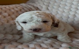 Cockapoo dogs for sale: Charming Cockapoo puppies. Pick your perfect pal! - Advert 5