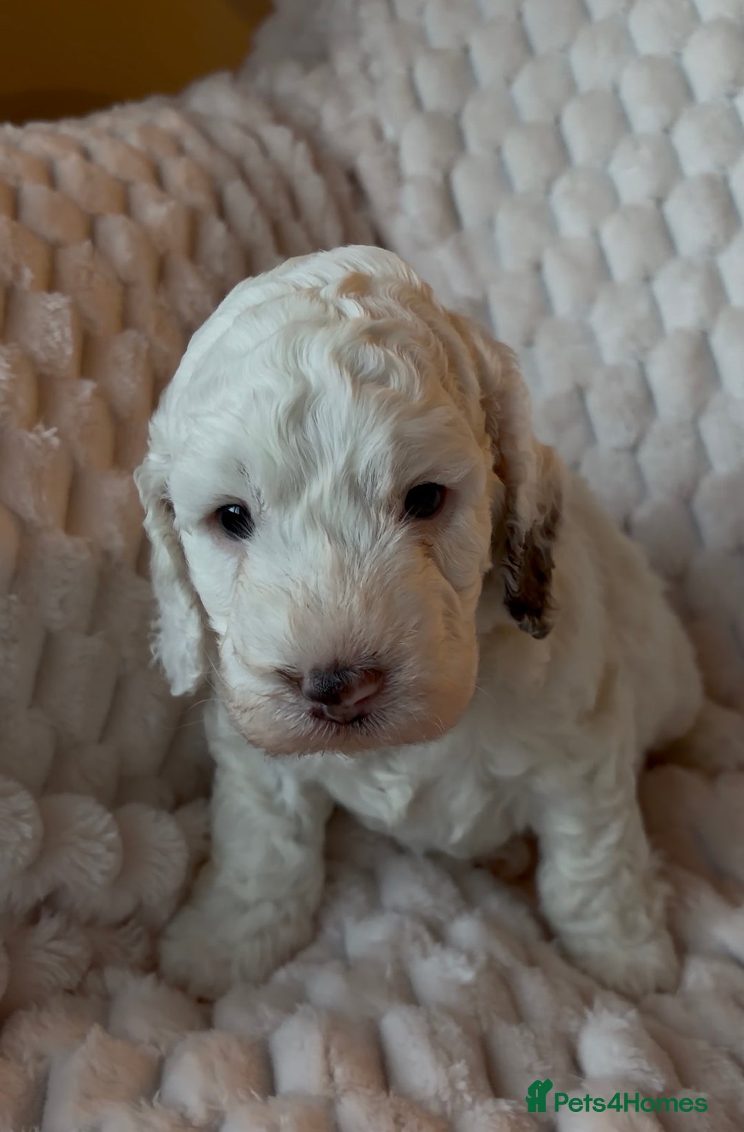 Cockapoo dogs for sale: Charming Cockapoo puppies. Pick your perfect pal! - Advert 5