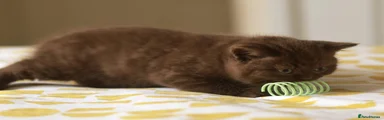 Chocolate Boy 