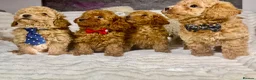 Toy Poodle dogs for sale: Toy poodle  puppies  - Advert 7