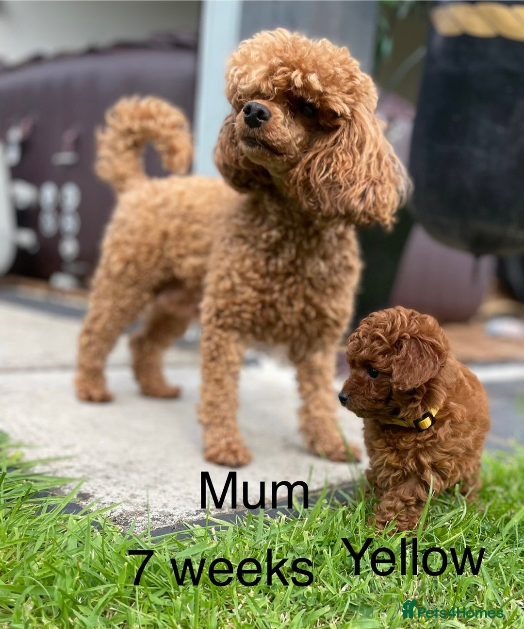 Toy Poodle dogs for sale: Asian Toy Poodle Puppies  - Image 29