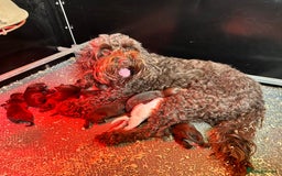 Cockapoo dogs for sale: 🌟 Stunning Cockapoo puppies 🌟  - Image 1