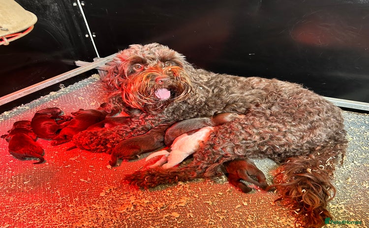 Cockapoo dogs - Advert 8