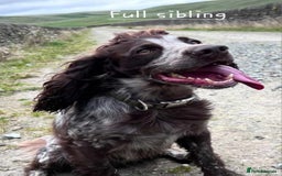 Cocker Spaniel dogs for sale: 4th Generation, Working Cocker Spaniel Puppies  🩵 - Image 17