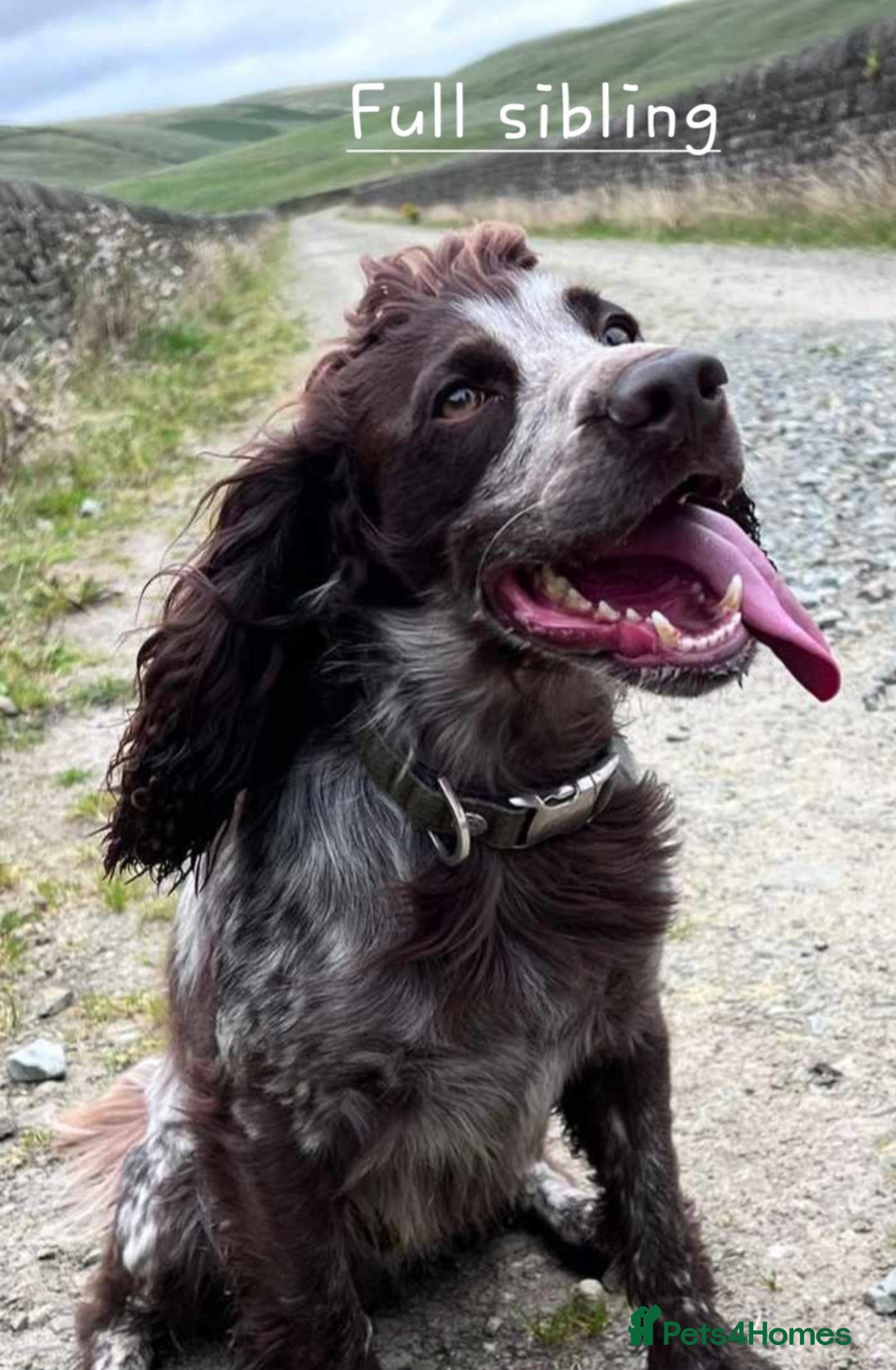 Cocker Spaniel dogs for sale: 4th Generation, Working Cocker Spaniel Puppies  🩵 - Image 17