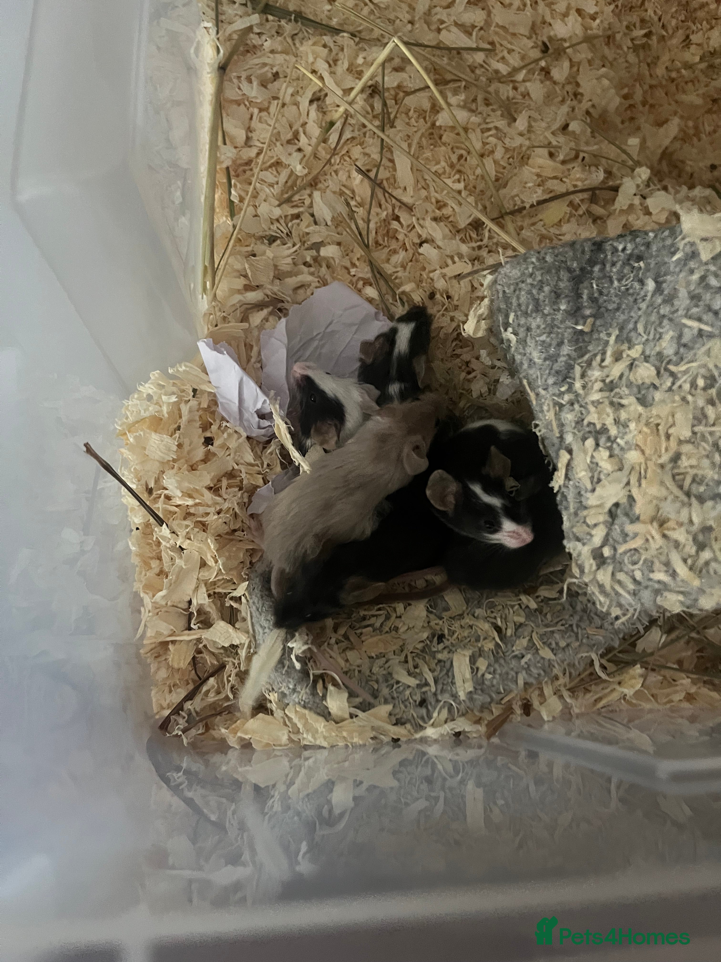 Mouse rodents Beautiful baby mice mixed sex  - Advert 5