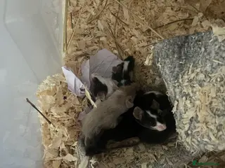 Mouse rodents Beautiful baby mice mixed sex - Advert 4